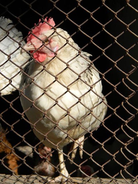 俄乌冲突的 俄乌冲突的